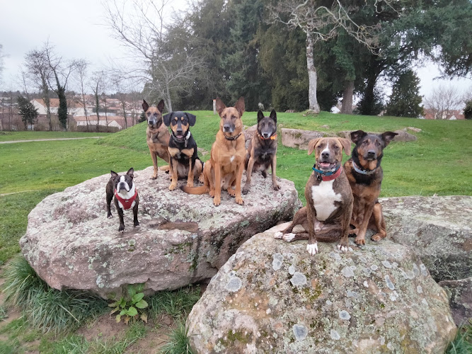 DETENTE DOG 87
