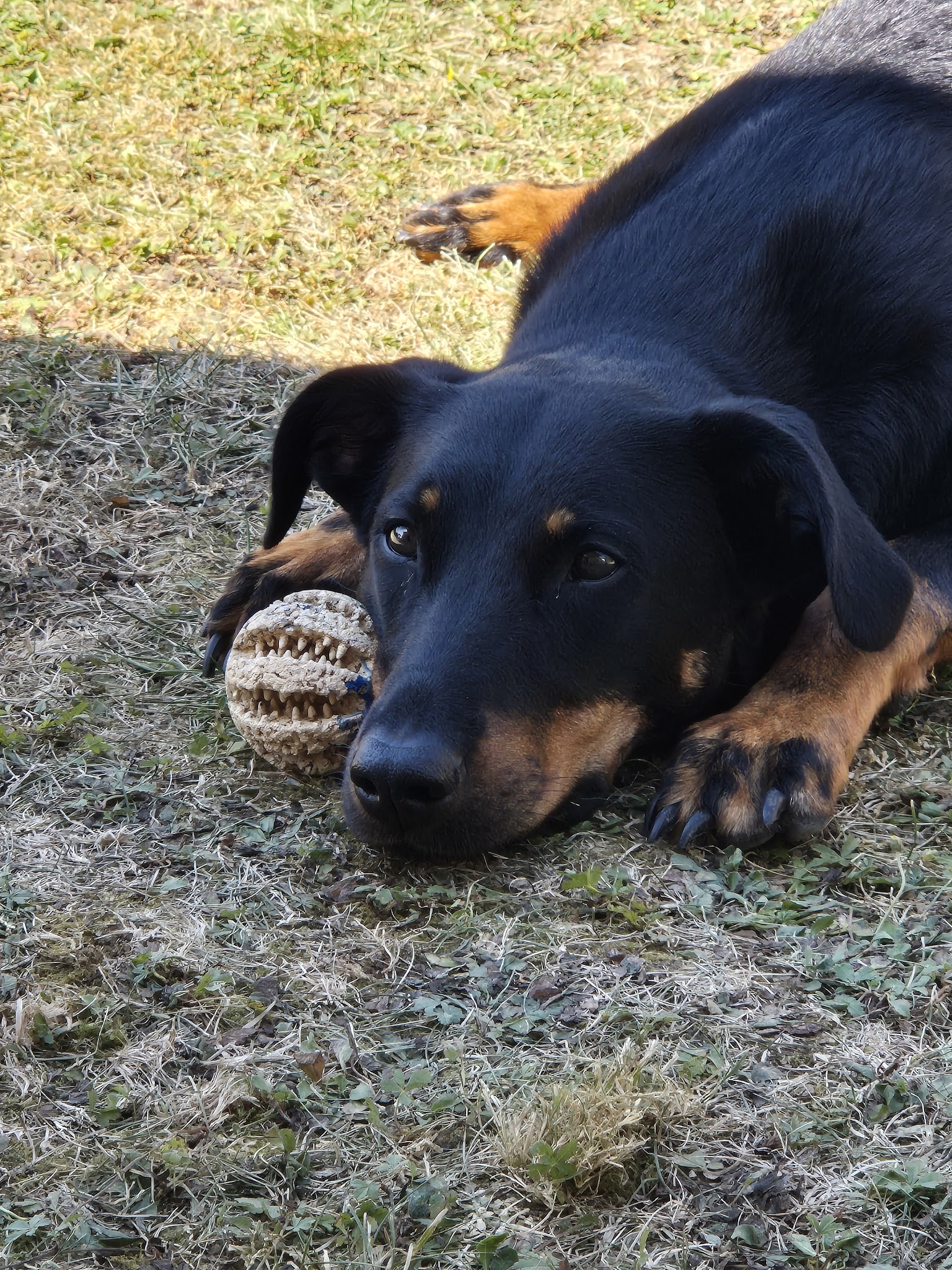 AU SERVICE DE VOS ANIMAUX — photo