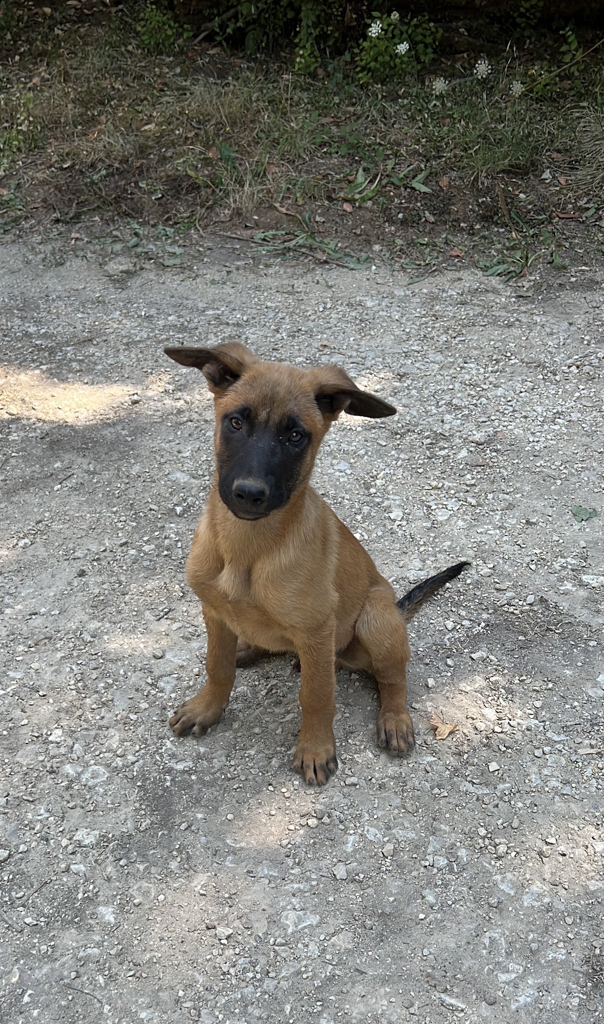 AU SERVICE DE VOS ANIMAUX — photo