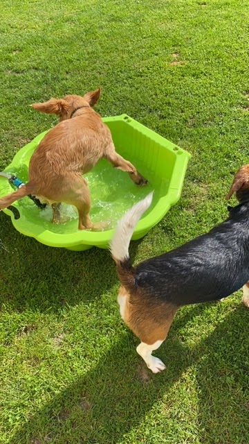 Un moment de bonheur pension canine familiale — photo