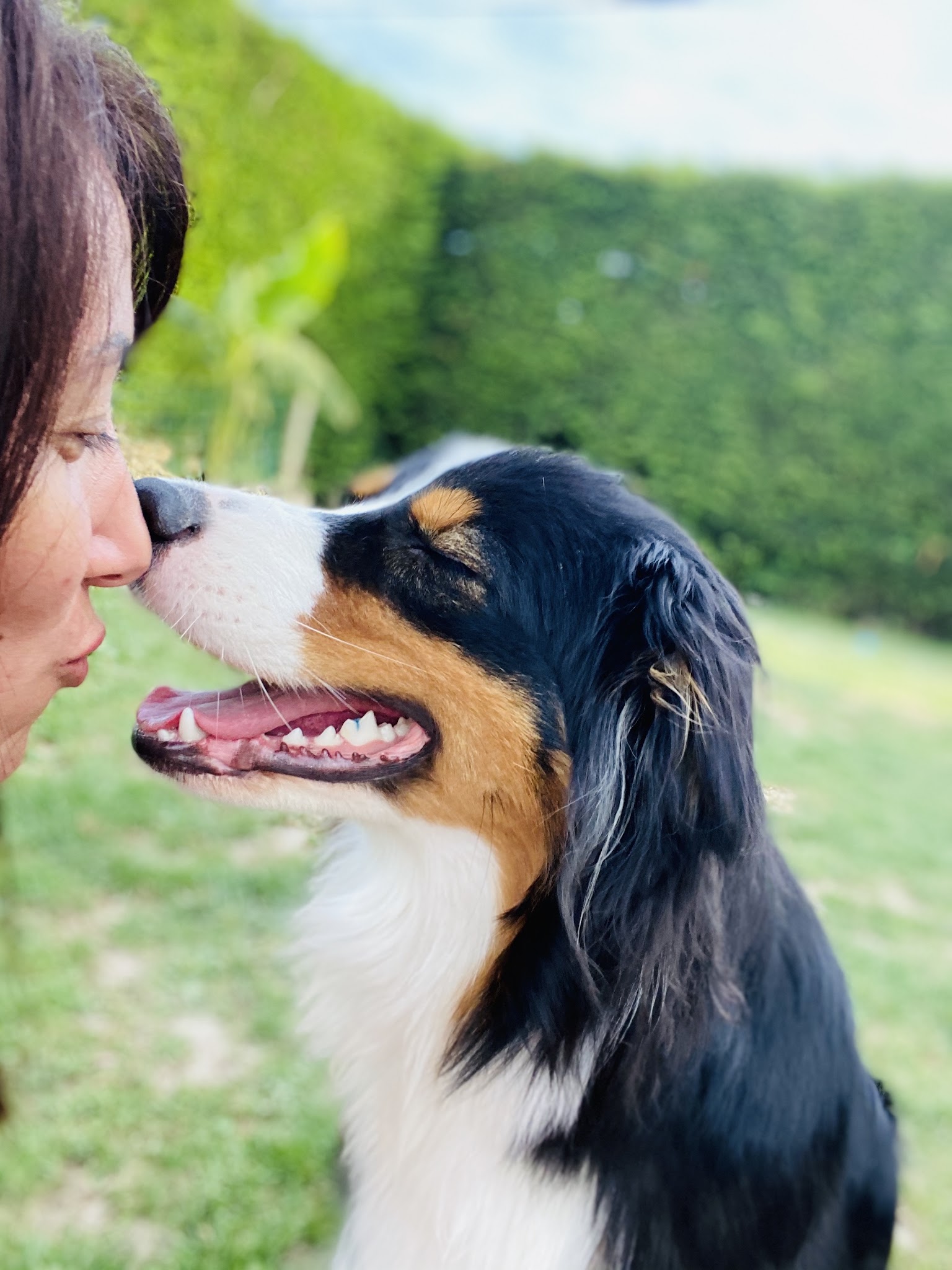 Un moment de bonheur pension canine familiale — photo