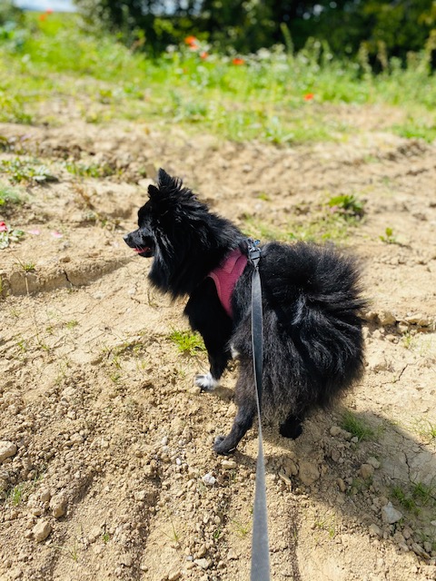 Un moment de bonheur pension canine familiale — photo