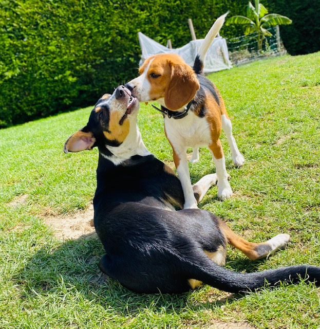 Un moment de bonheur pension canine familiale — photo