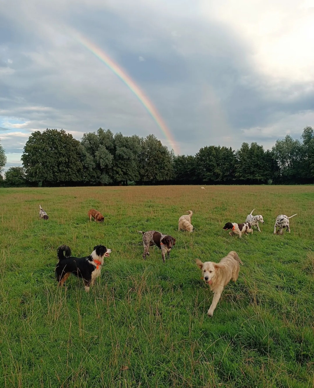 ZY DOG — photo