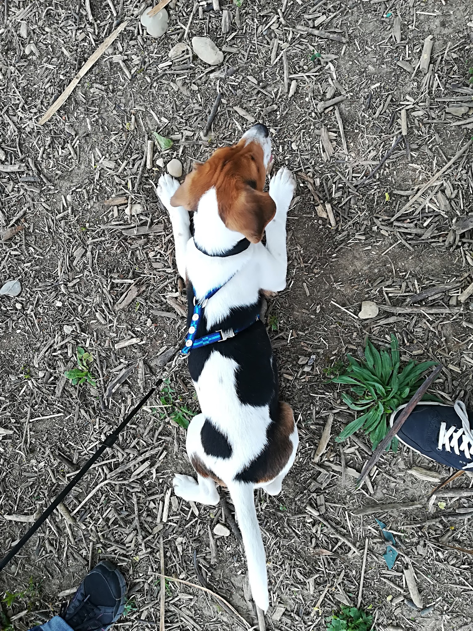L'isle Aux Chiens - Pension canine & éducation (Isère) — photo