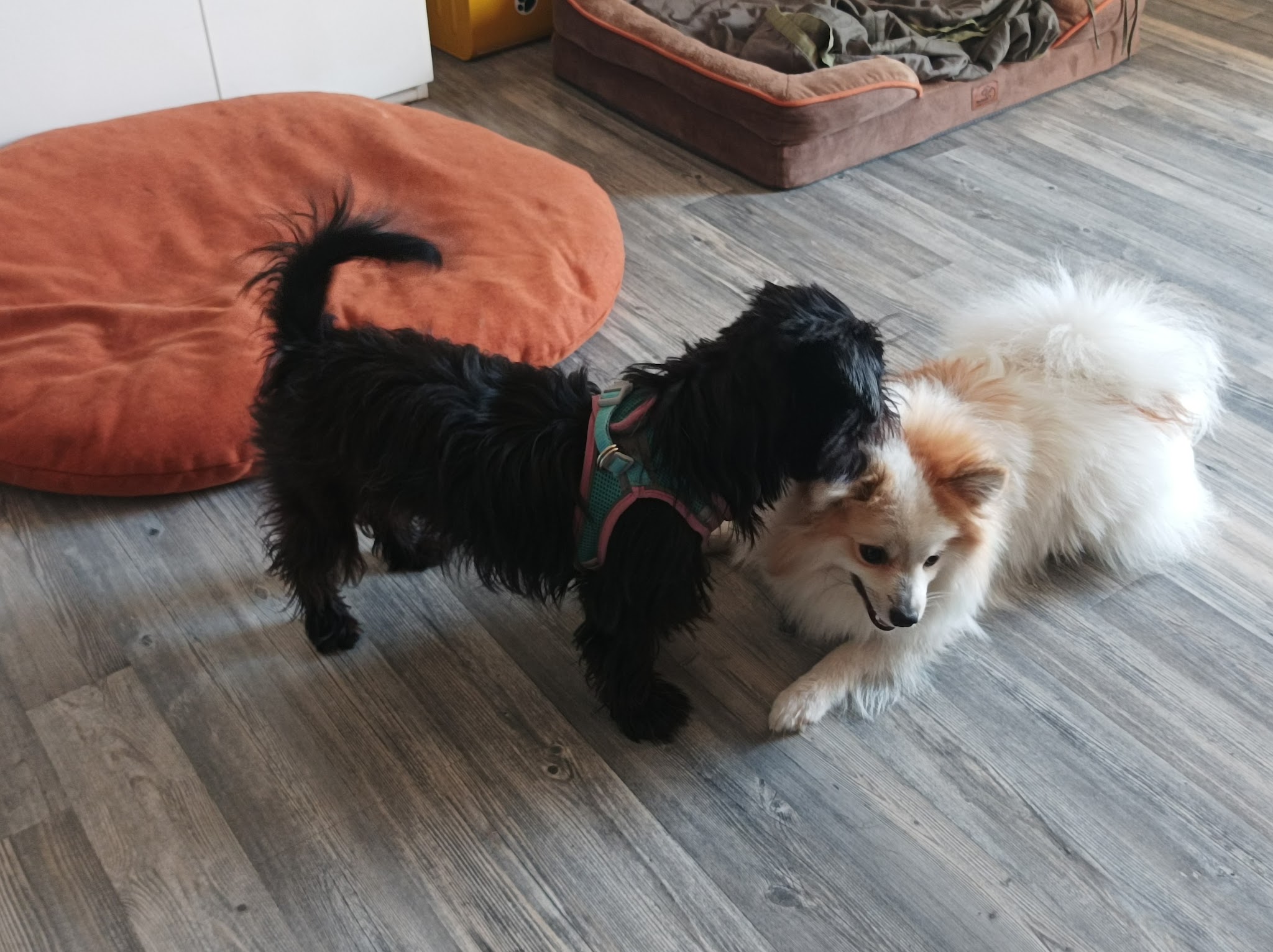 Canina Dog-sitter Gard — photo