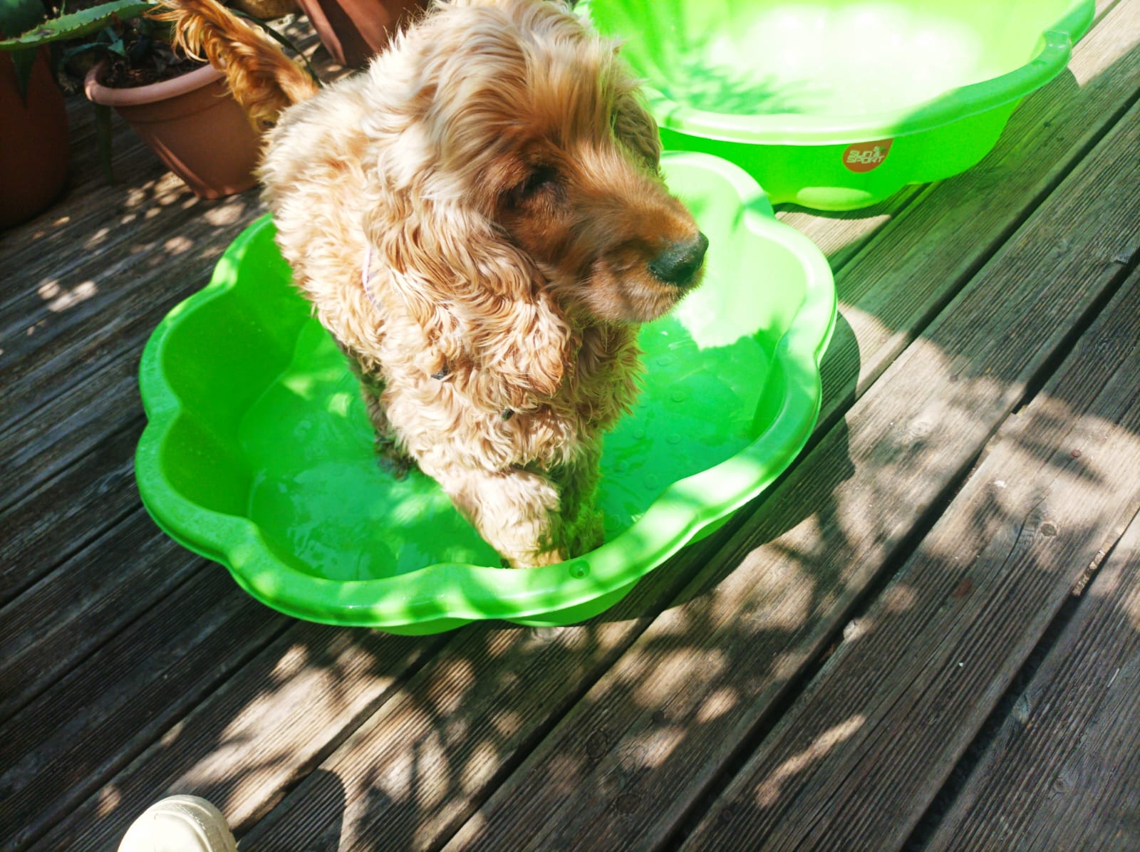 Canina Dog-sitter Gard — photo