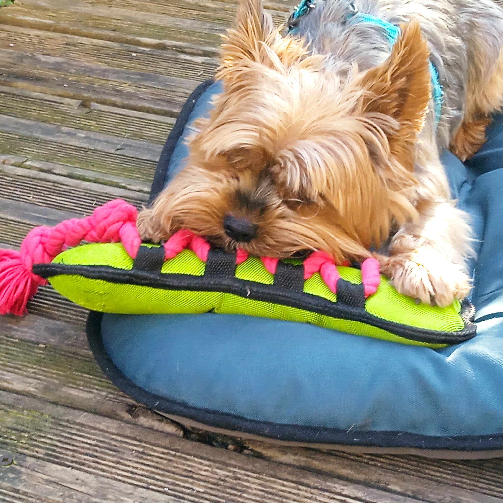 Canina Dog-sitter Gard — photo