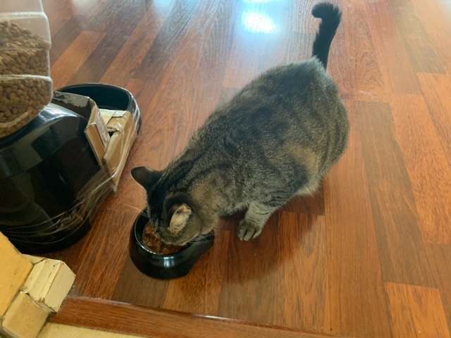pet-sitting53 — photo