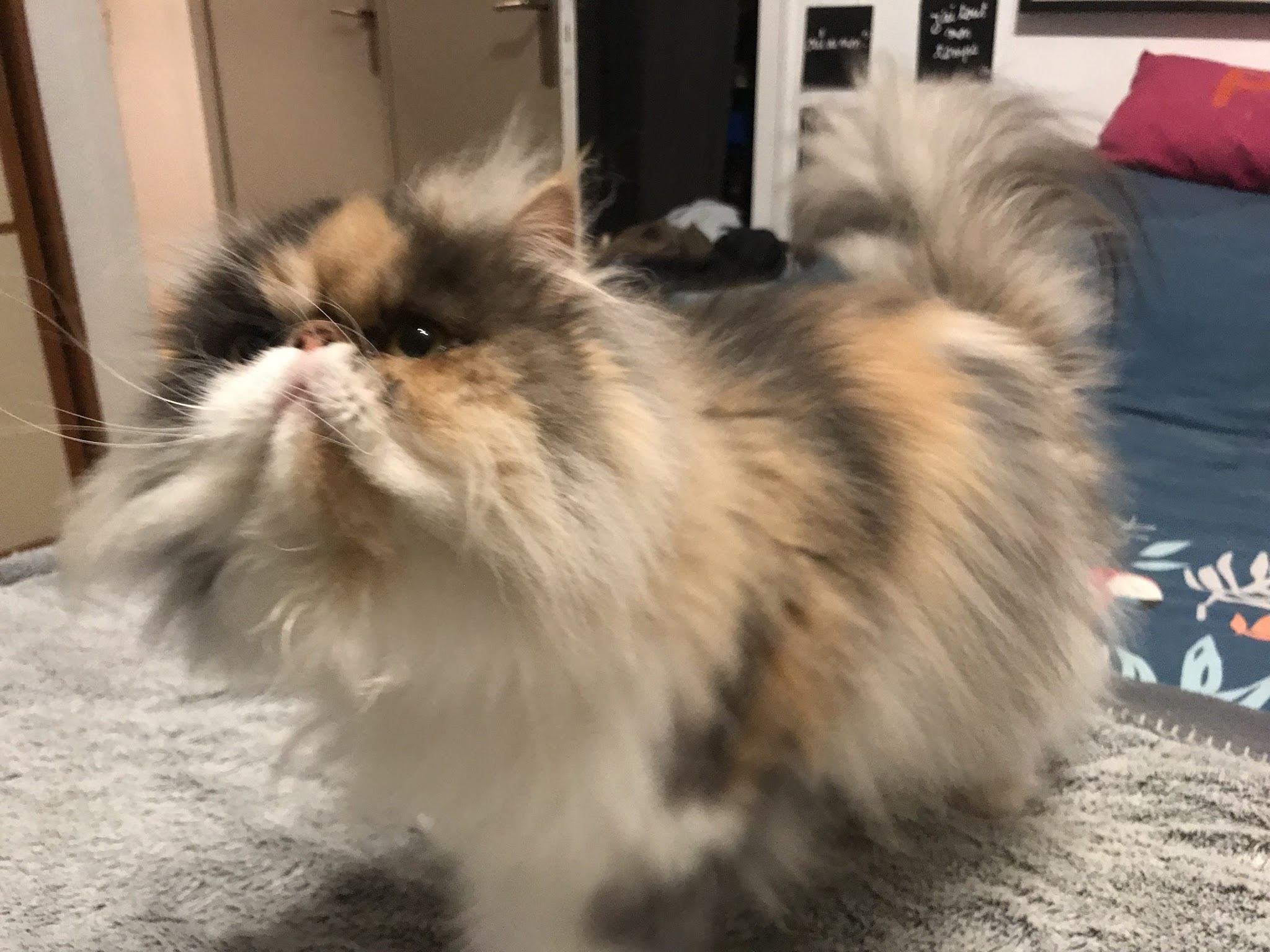 pet-sitting53 — photo