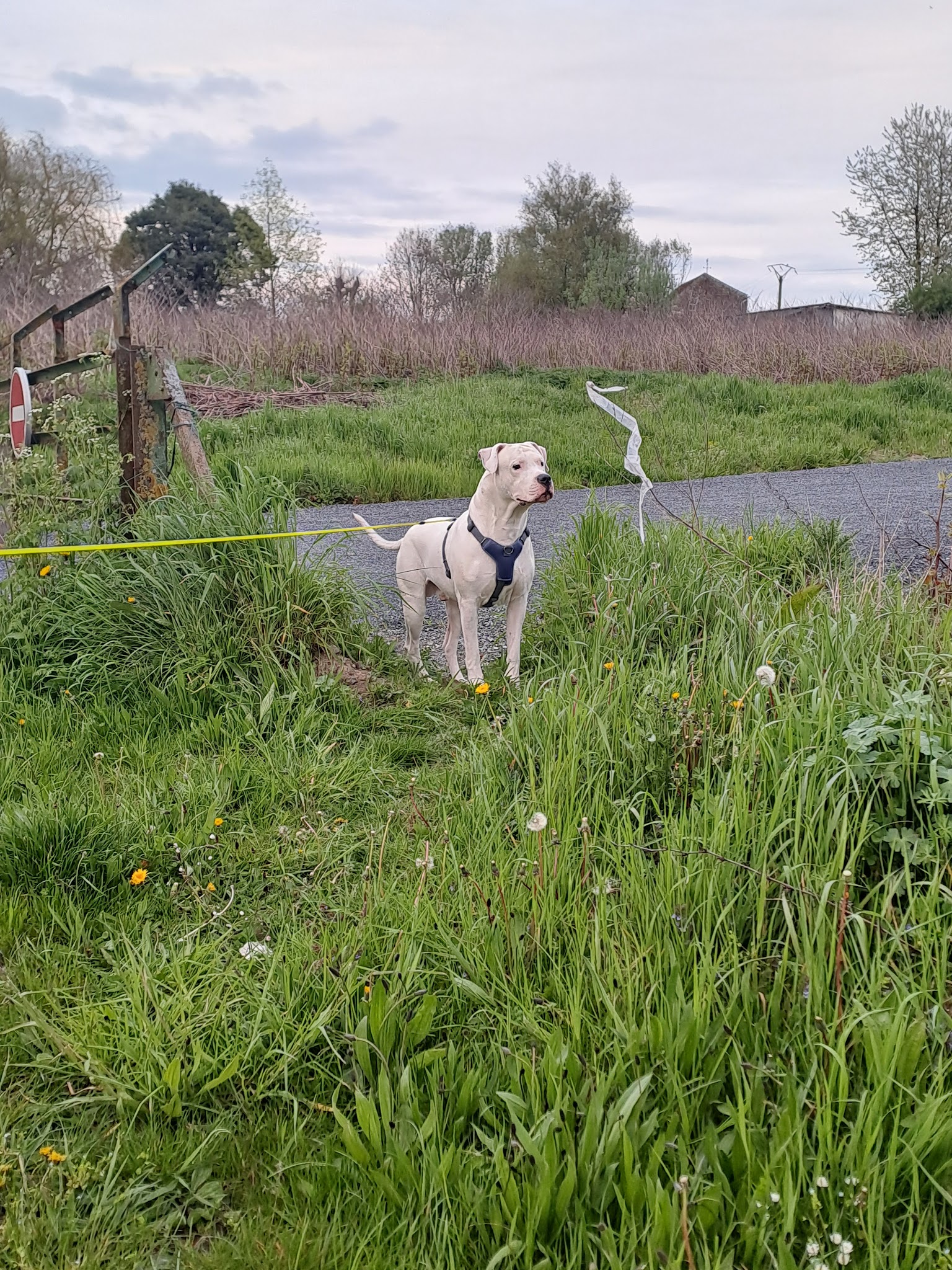 Pension Canine de Mormal — photo