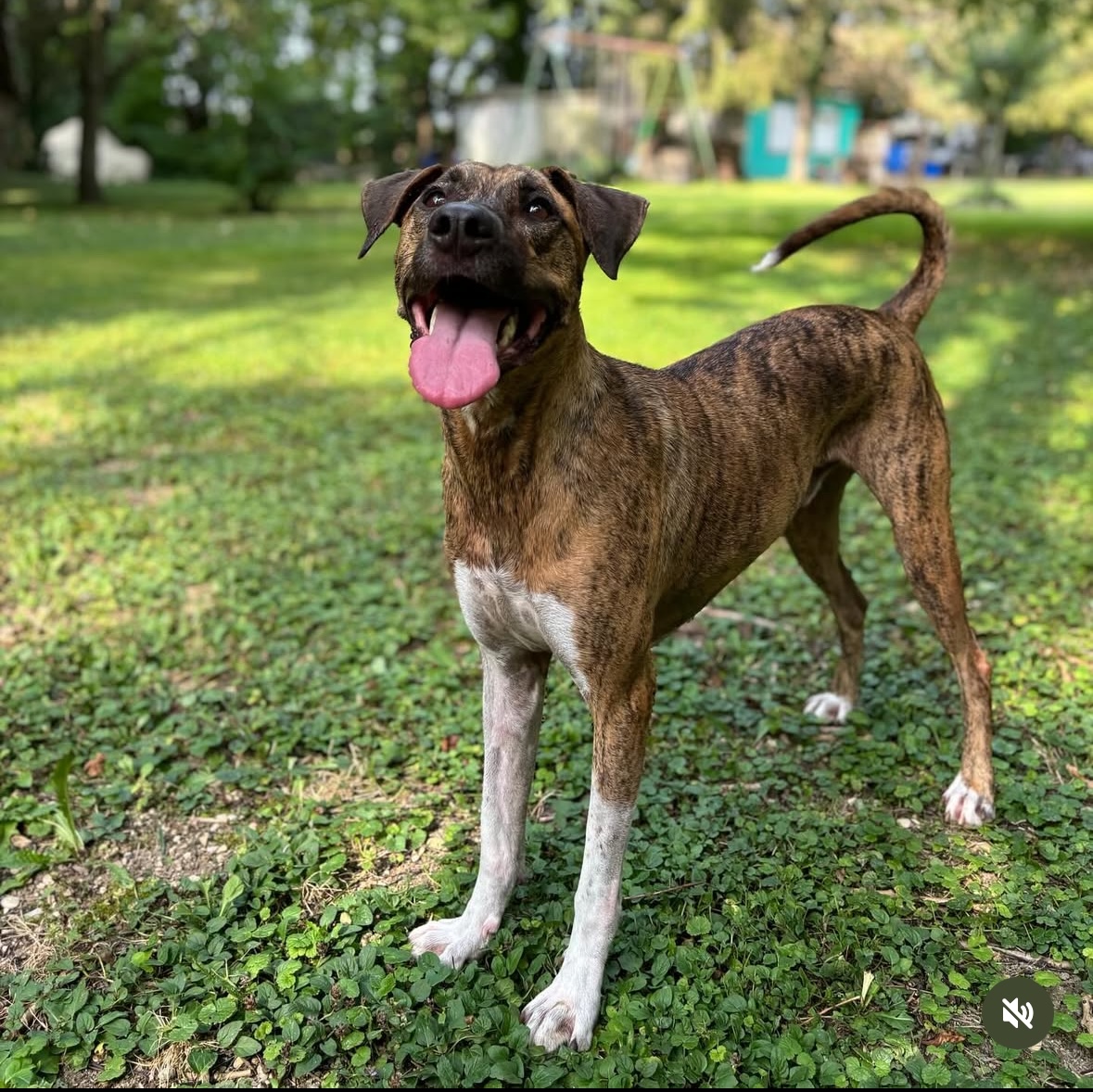 Service Petsitting — photo