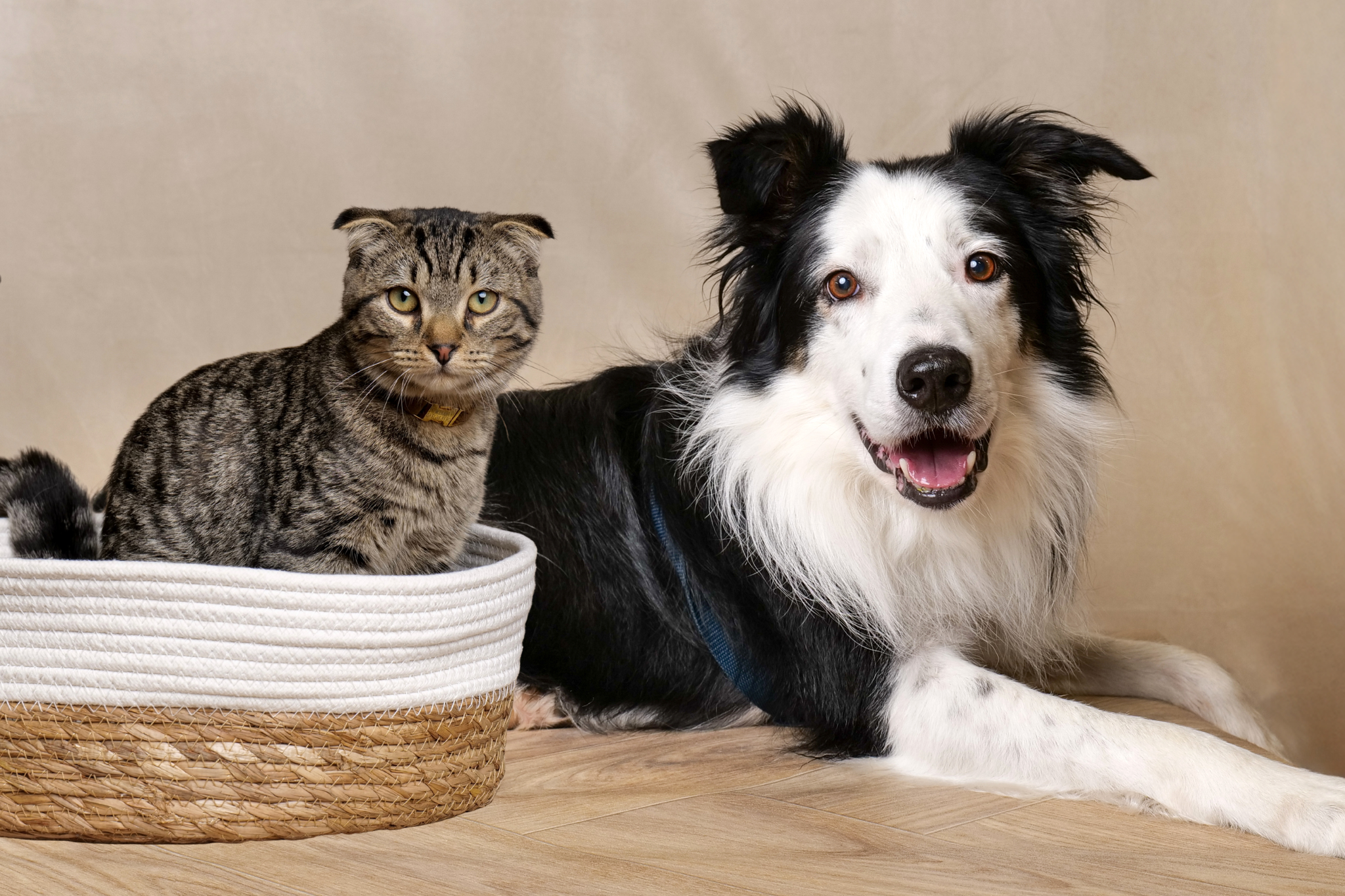 Service Petsitting — photo