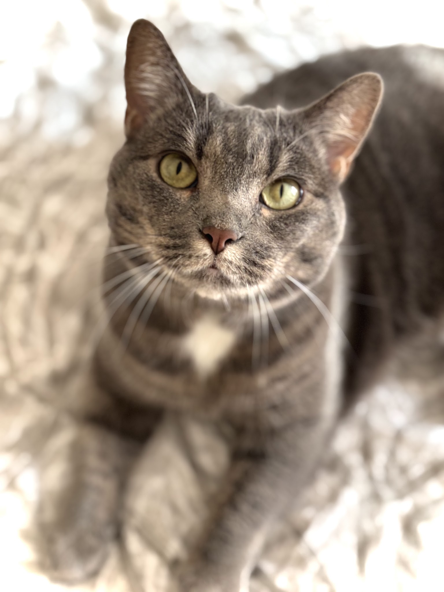 Service Petsitting