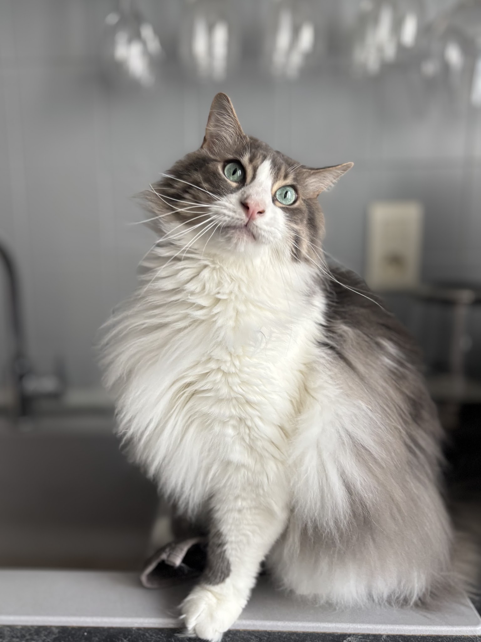 Service Petsitting — photo