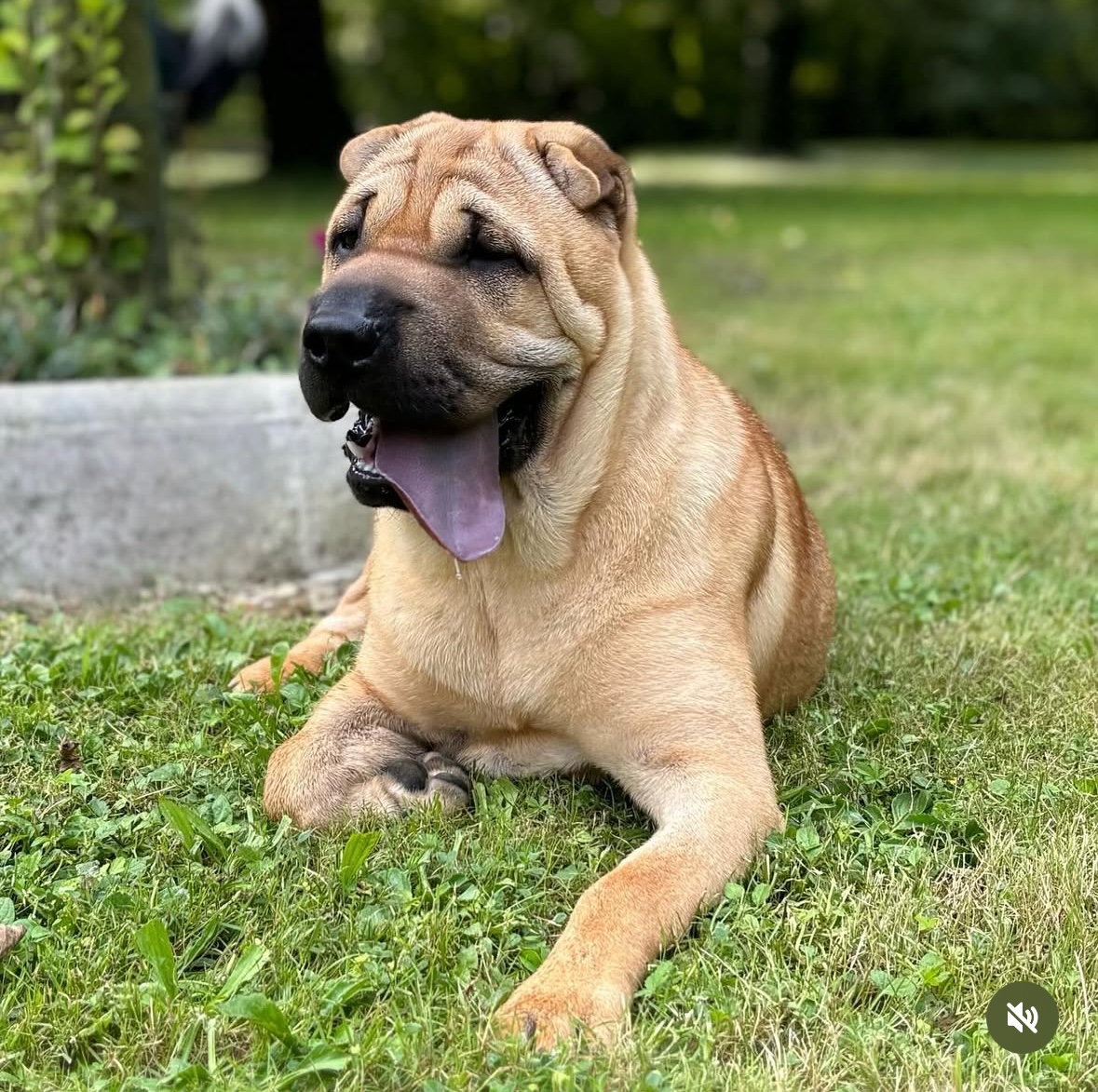 Service Petsitting — photo