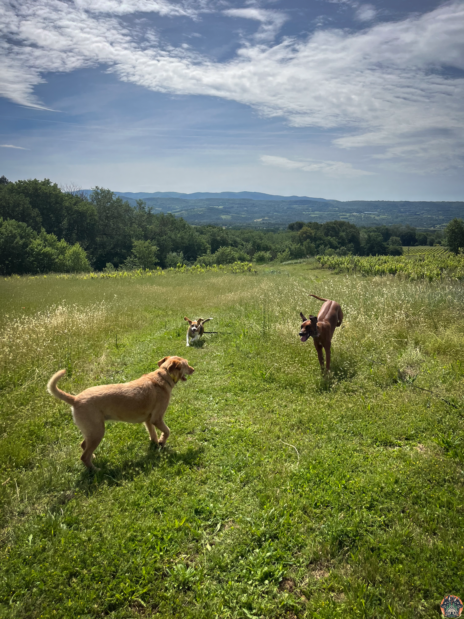 The Wild Wolves - Pension canine - Comportementaliste - Éducation — photo
