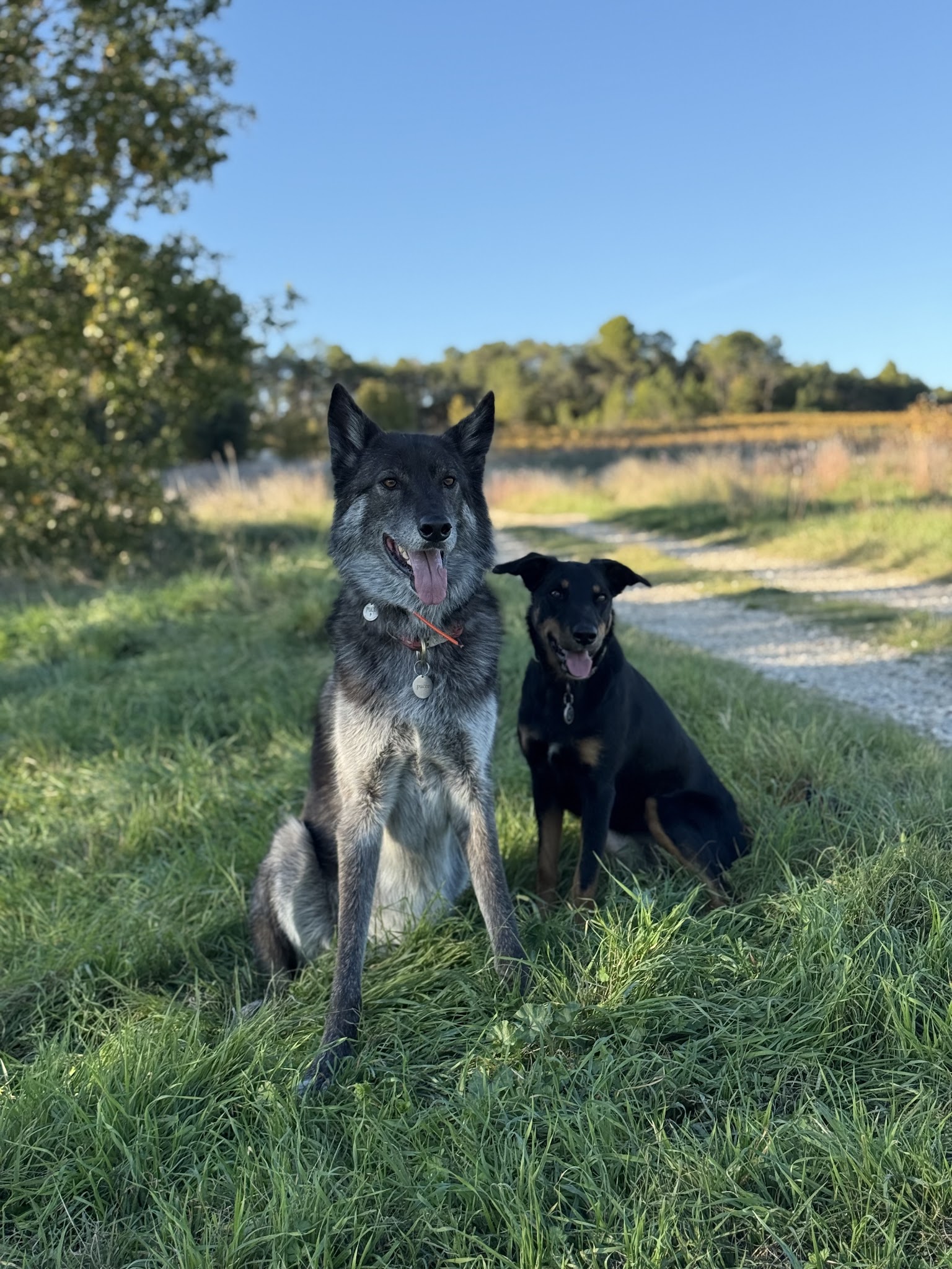 The Wild Wolves - Pension canine - Comportementaliste - Éducation — photo