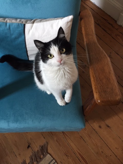 Cyclo pet's pet sitter — photo