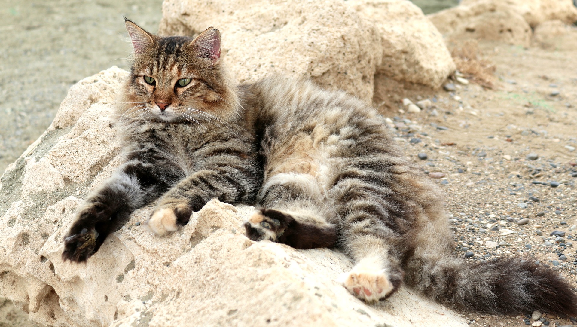Cyclo pet's pet sitter — photo