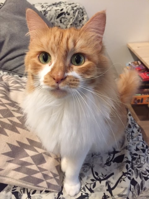 Cyclo pet's pet sitter — photo