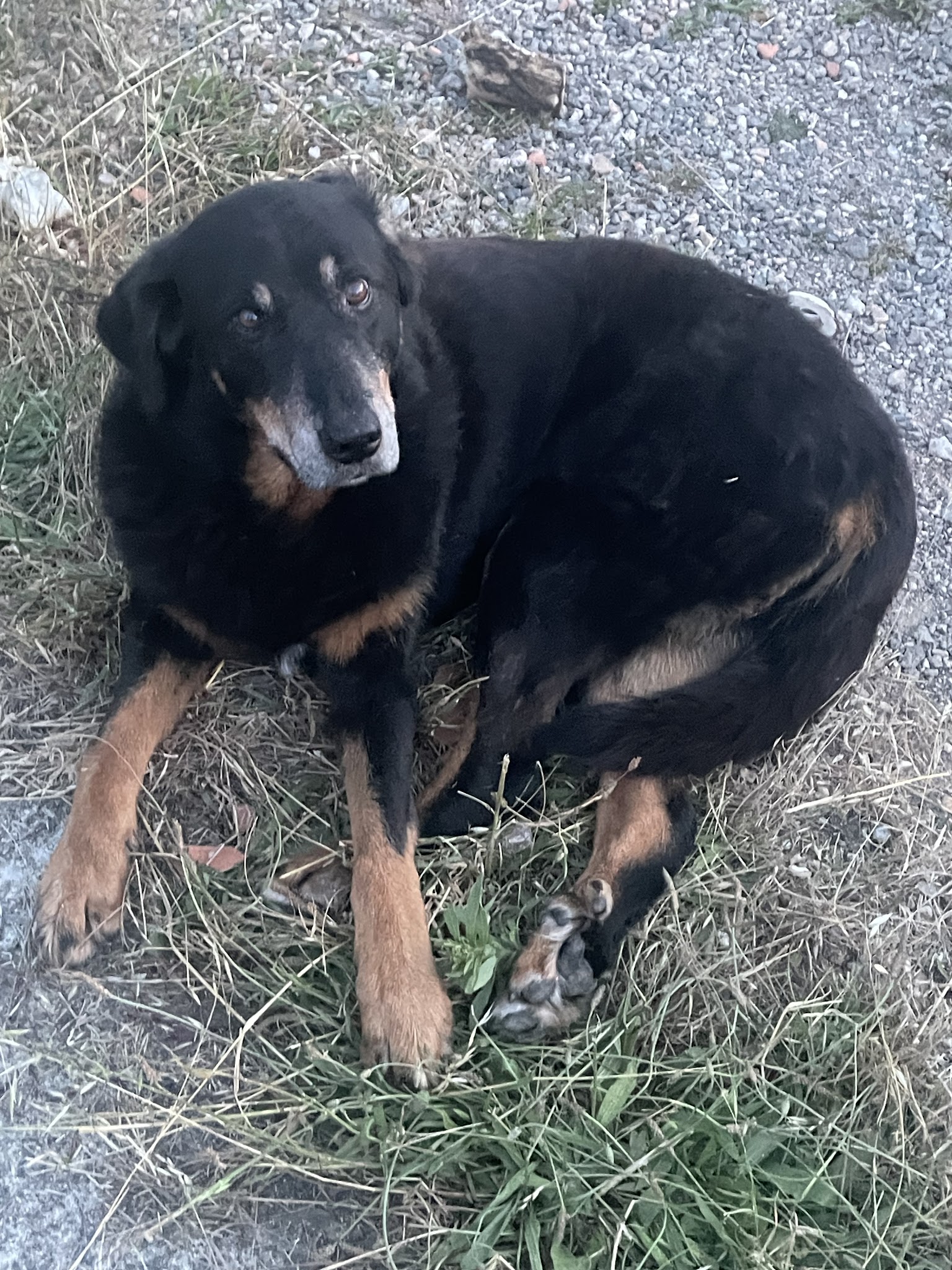 Instinct Dog’s Pension canine familiale — photo