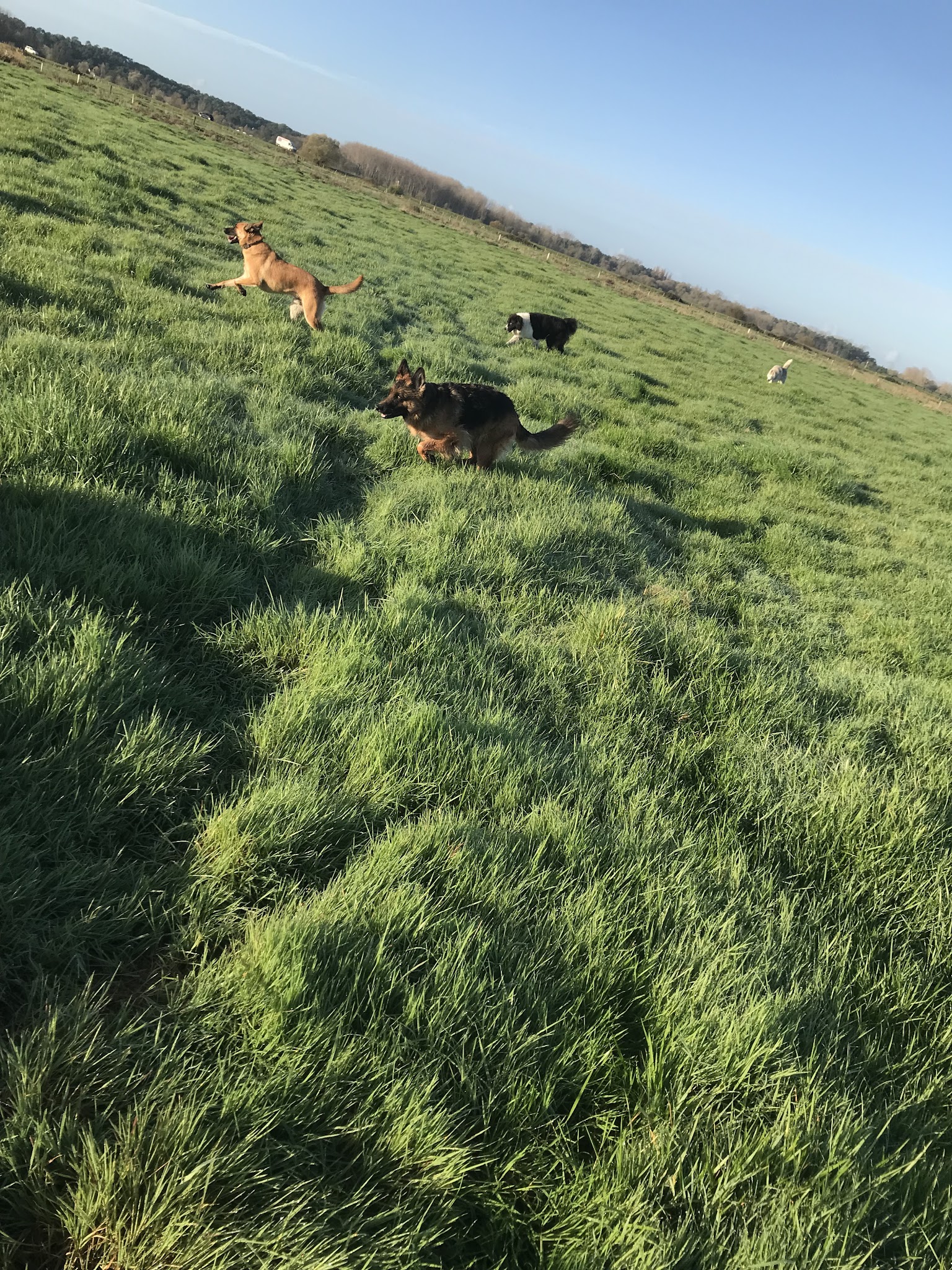 Instinct Dog’s Pension canine familiale