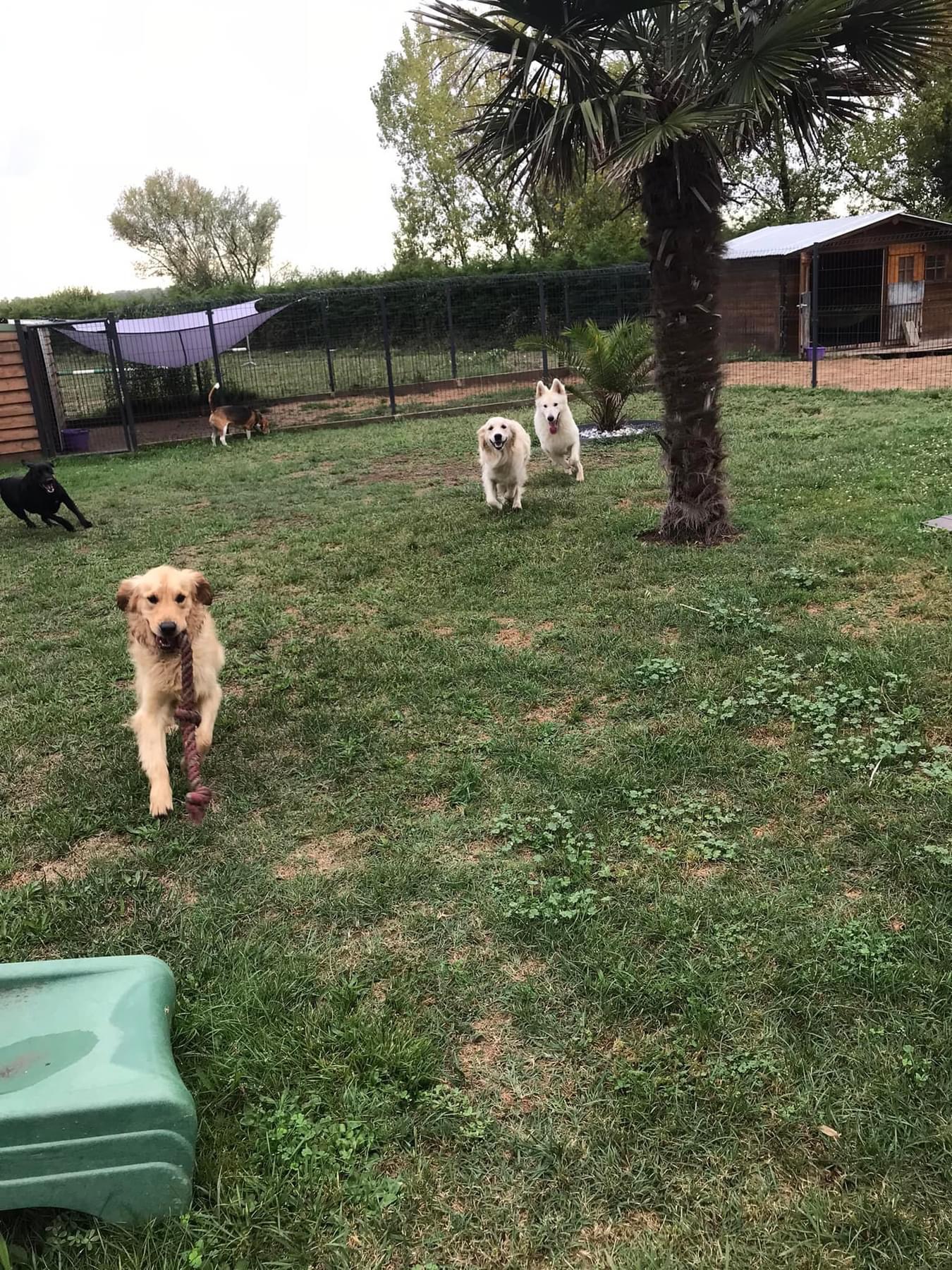 Instinct Dog’s Pension canine familiale — photo
