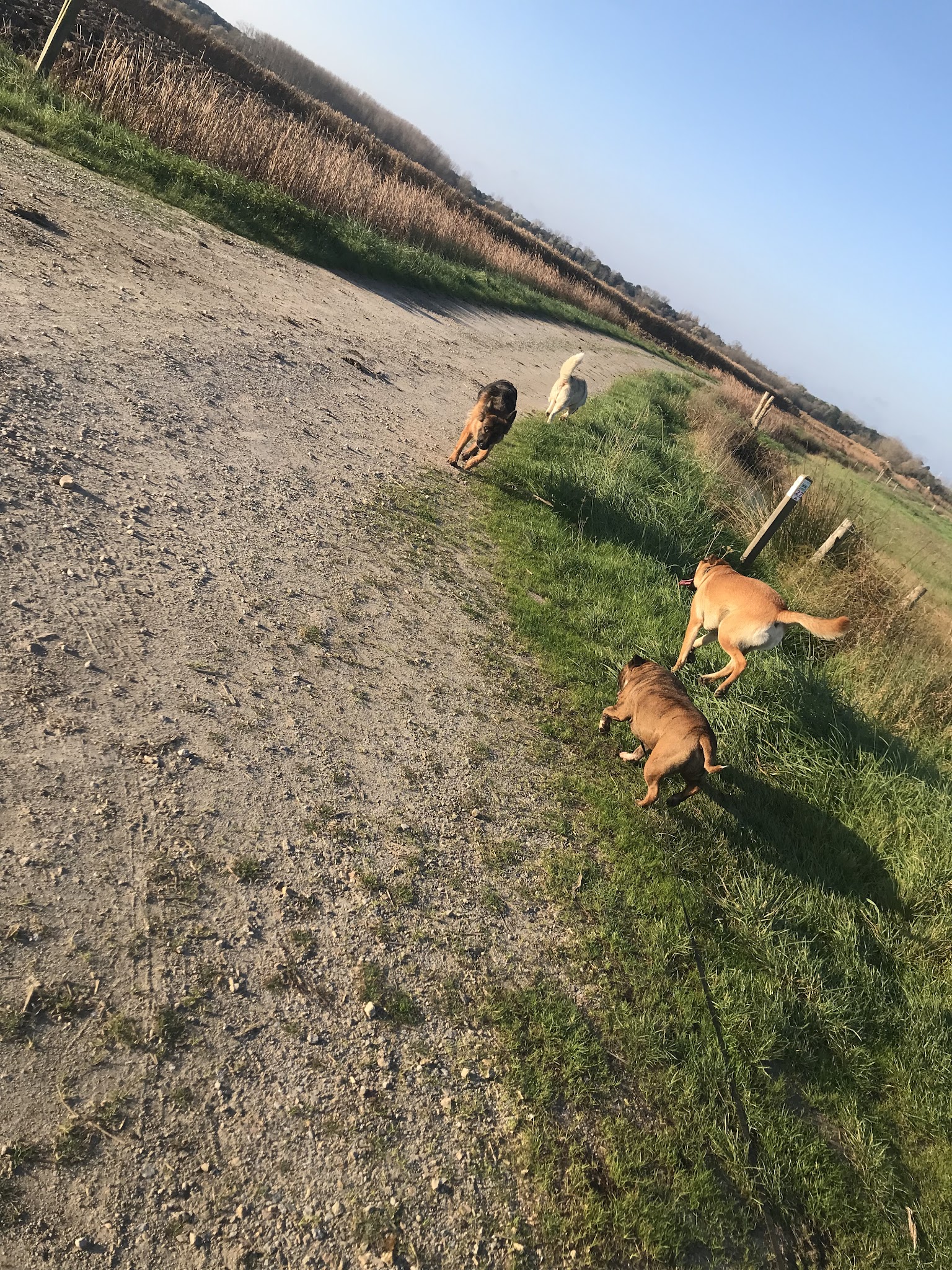 Instinct Dog’s Pension canine familiale — photo