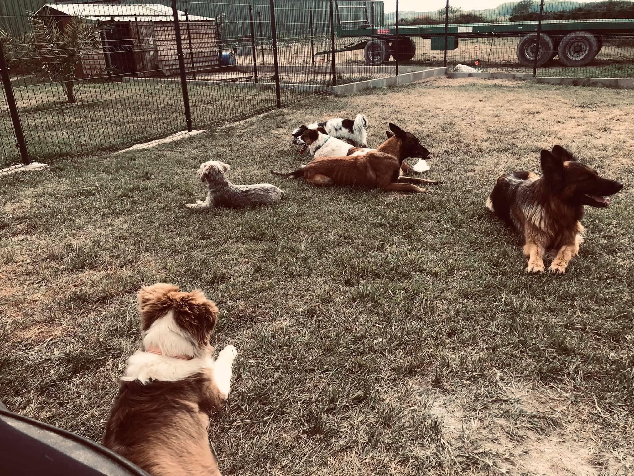 Instinct Dog’s Pension canine familiale — photo
