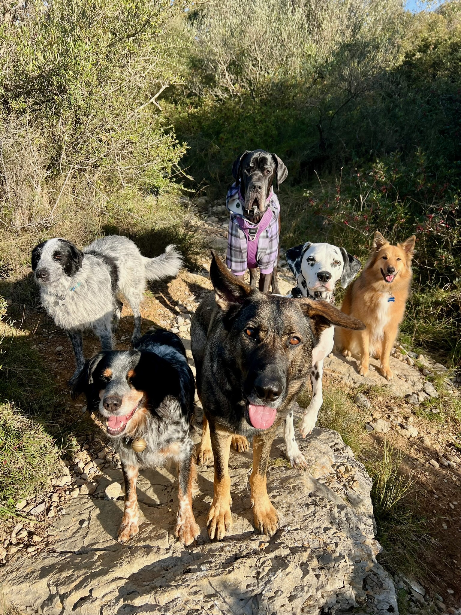 Mika Dog Lover — photo