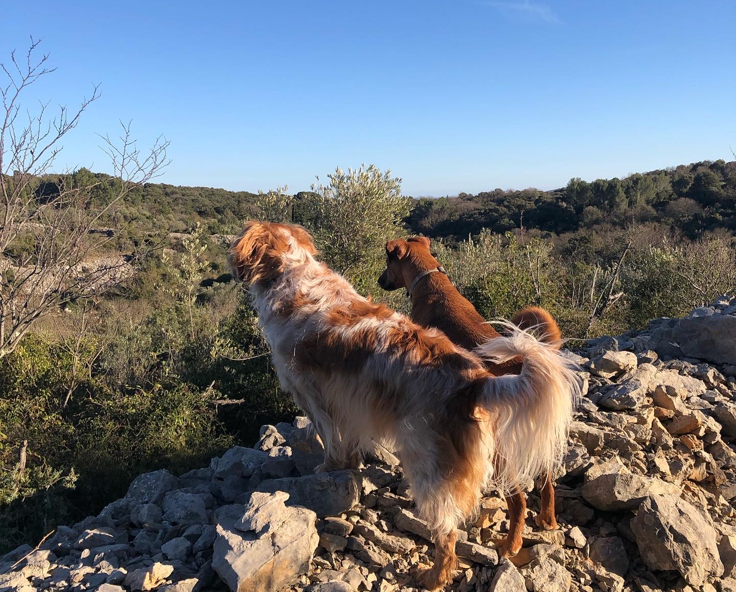 Mika Dog Lover — photo