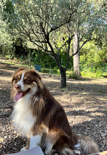 Pension canine des Cœurs poilus