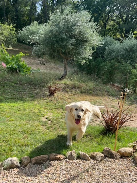 Pension canine des Cœurs poilus — photo