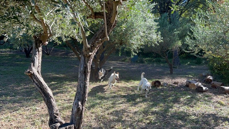 Pension canine des Cœurs poilus — photo