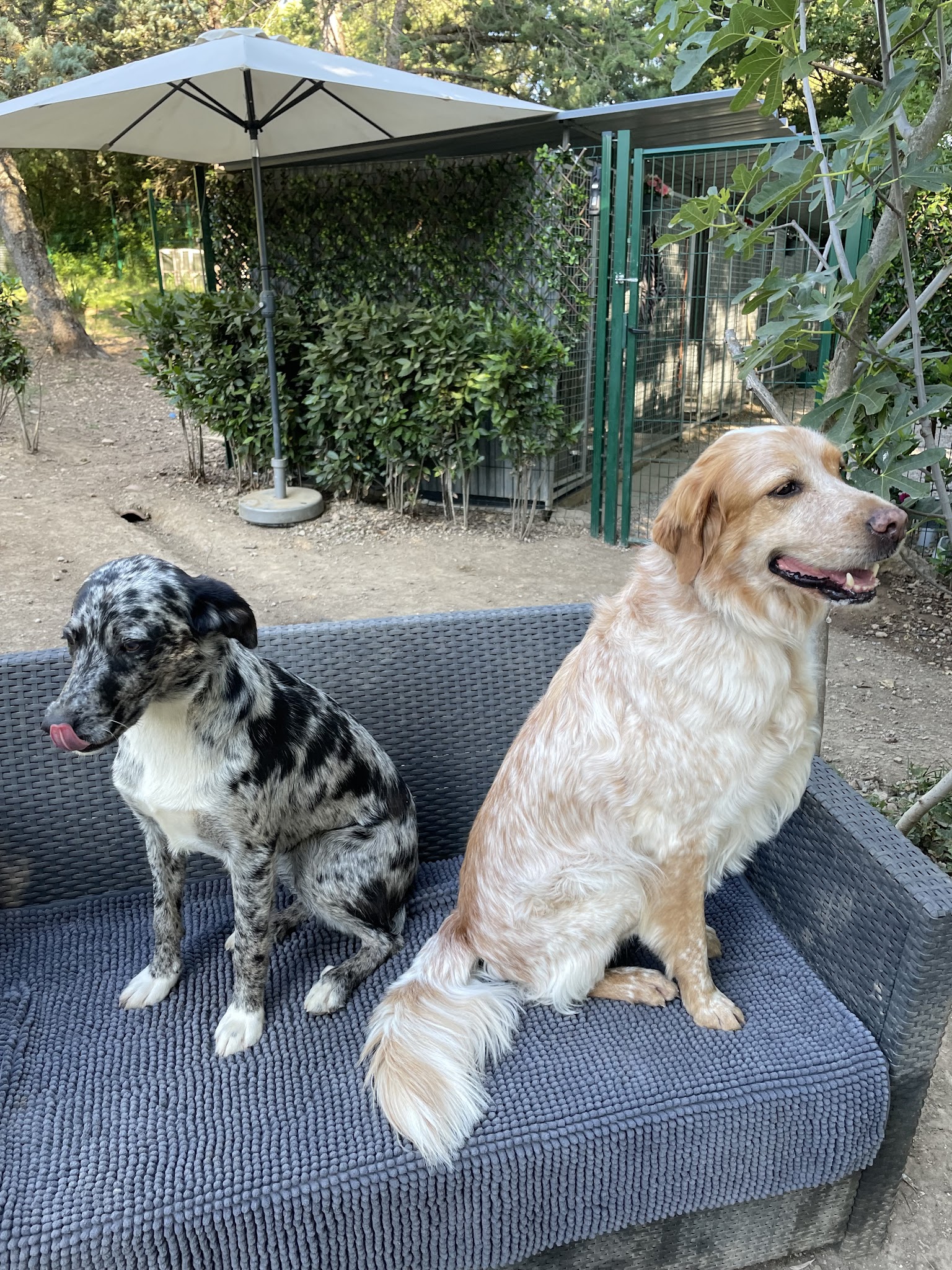 Pension canine des Cœurs poilus — photo
