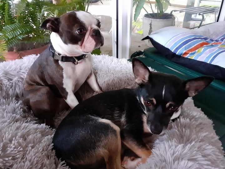 La Villa des Trésors - Pension Petits Chiens Nantes