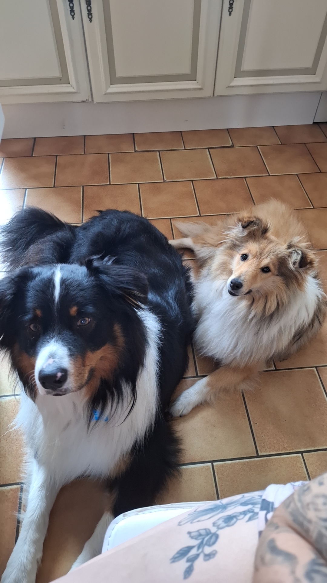 Bien dans ses moustaches - Educateur et comportementaliste canin — photo