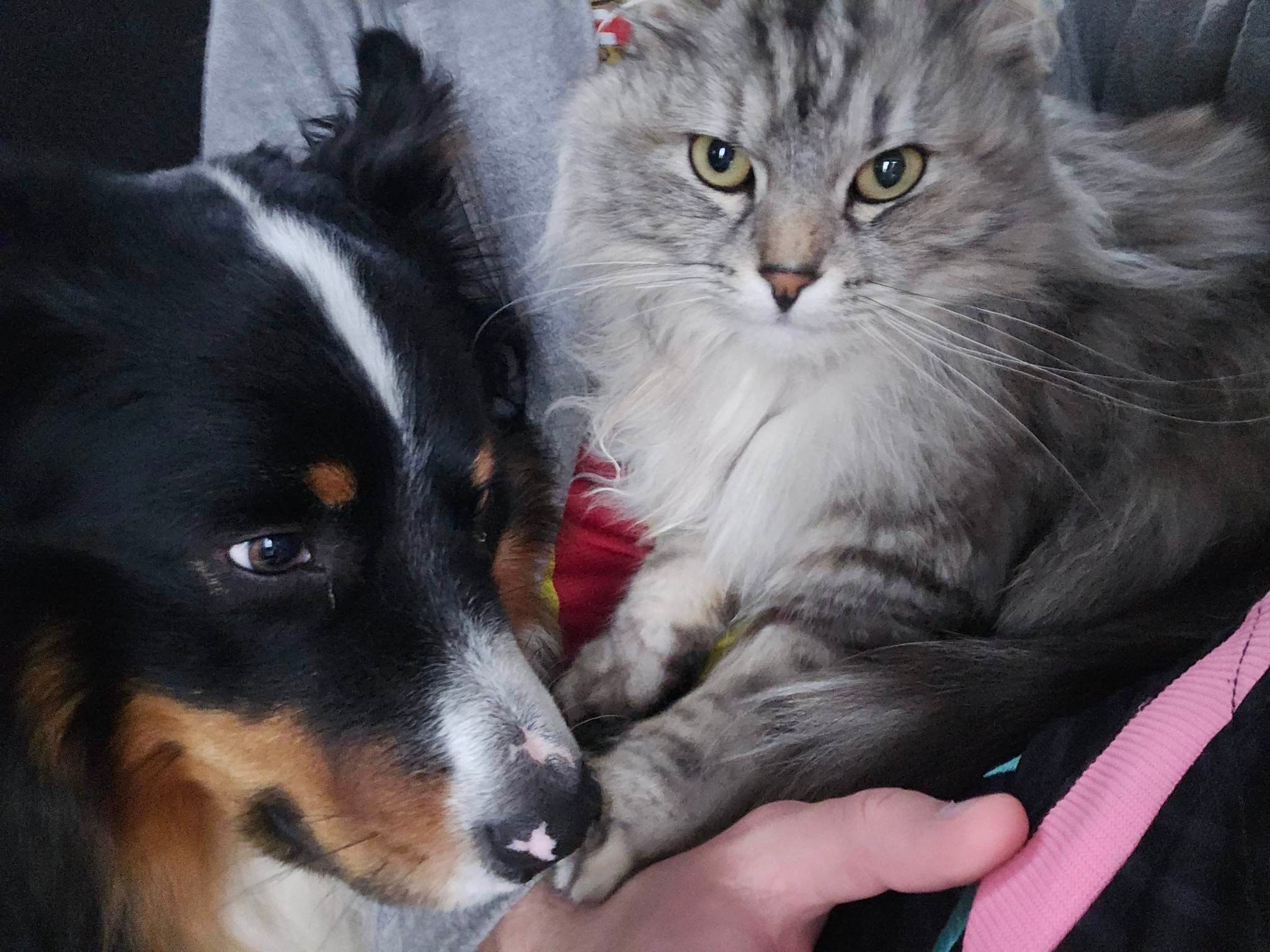 Bien dans ses moustaches - Educateur et comportementaliste canin — photo