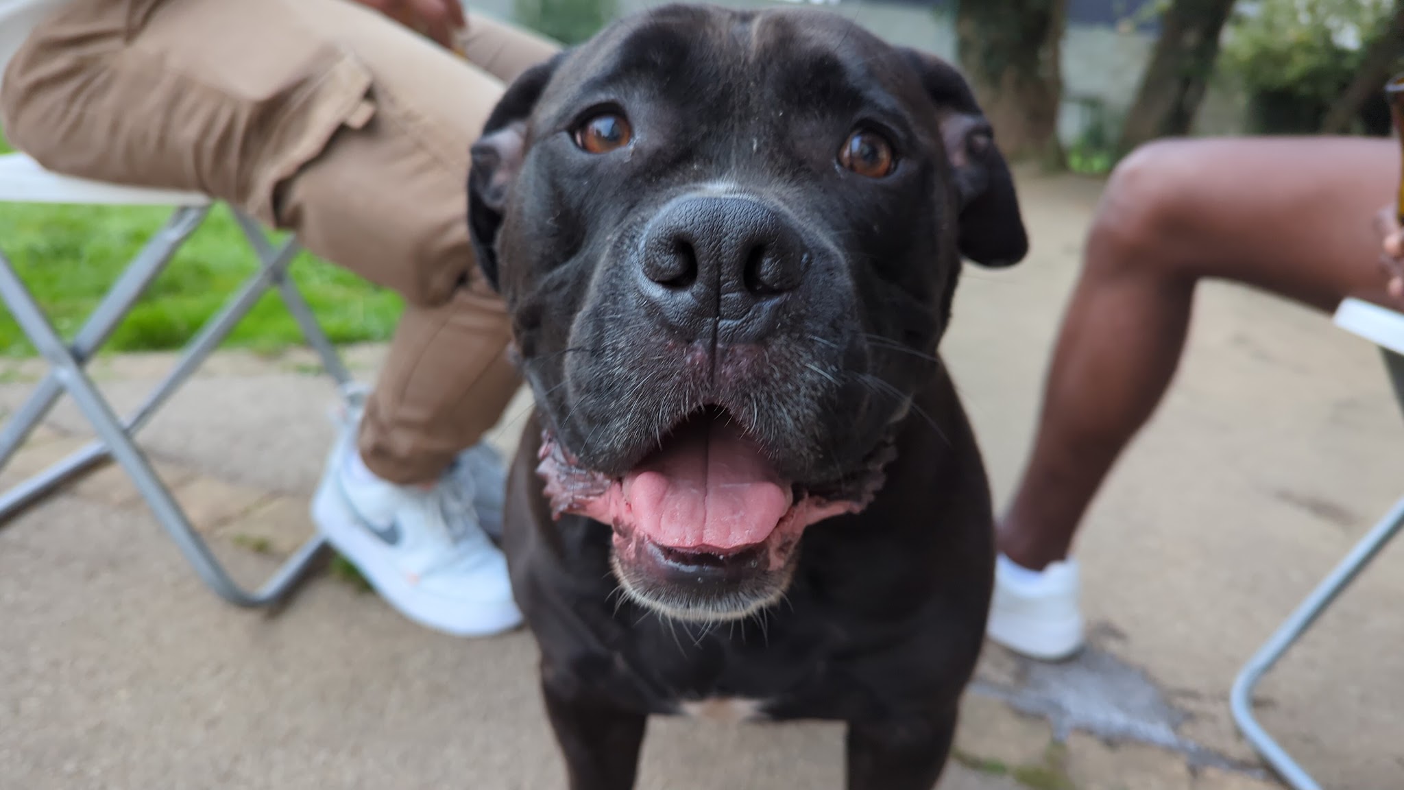 Ker Louarn - Services pour animaux de compagnie — photo
