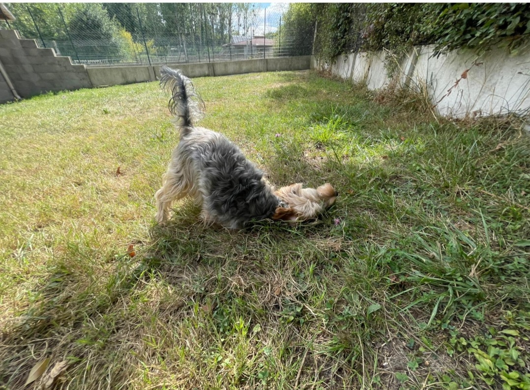 La Georgettière - Pension canine et féline — photo