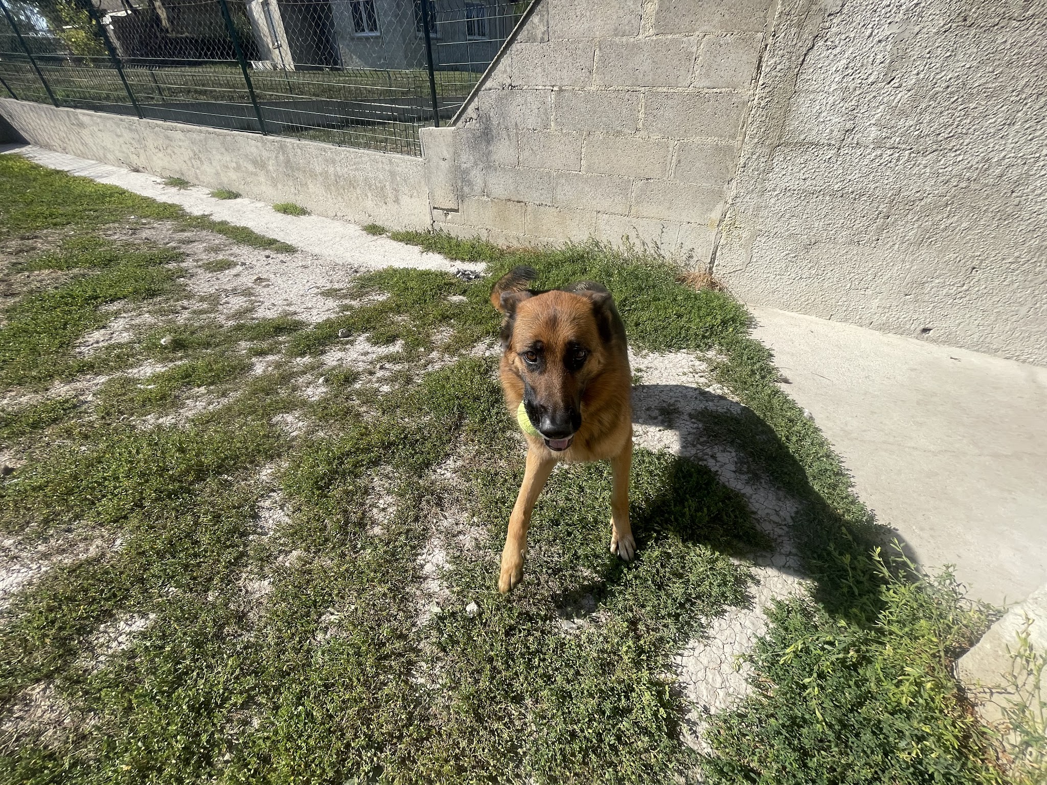 La Georgettière - Pension canine et féline — photo