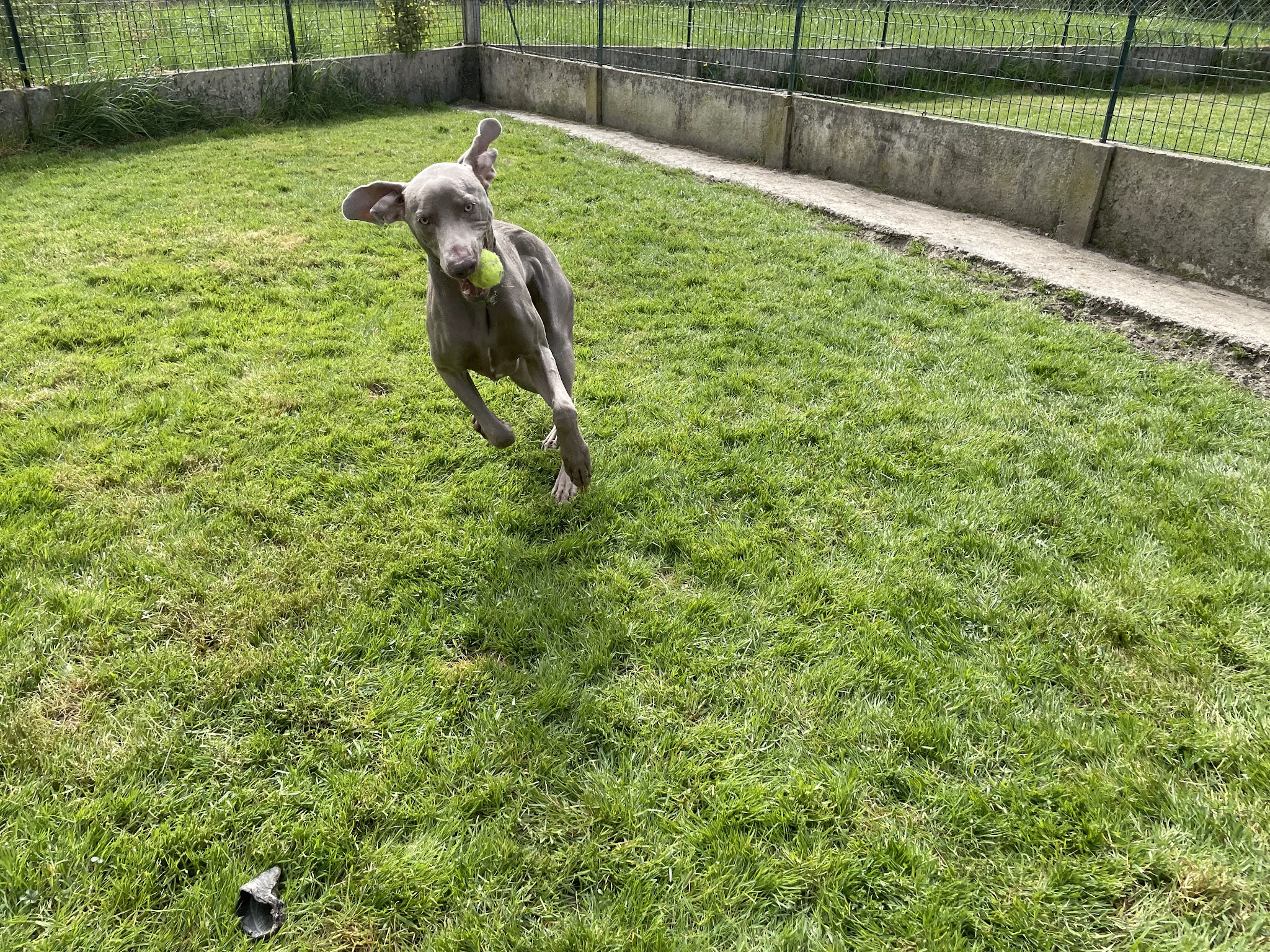 La Georgettière - Pension canine et féline — photo