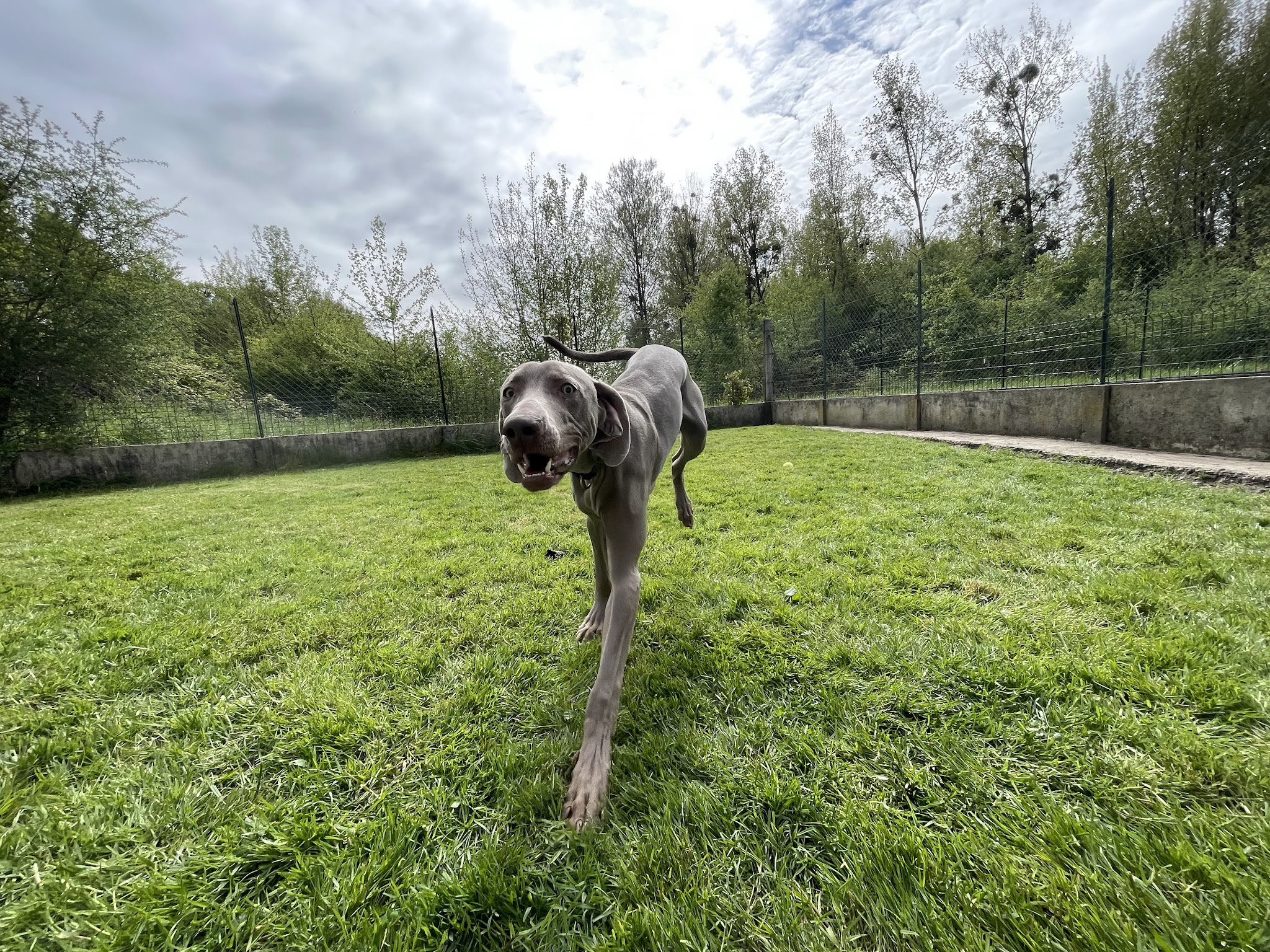 La Georgettière - Pension canine et féline — photo