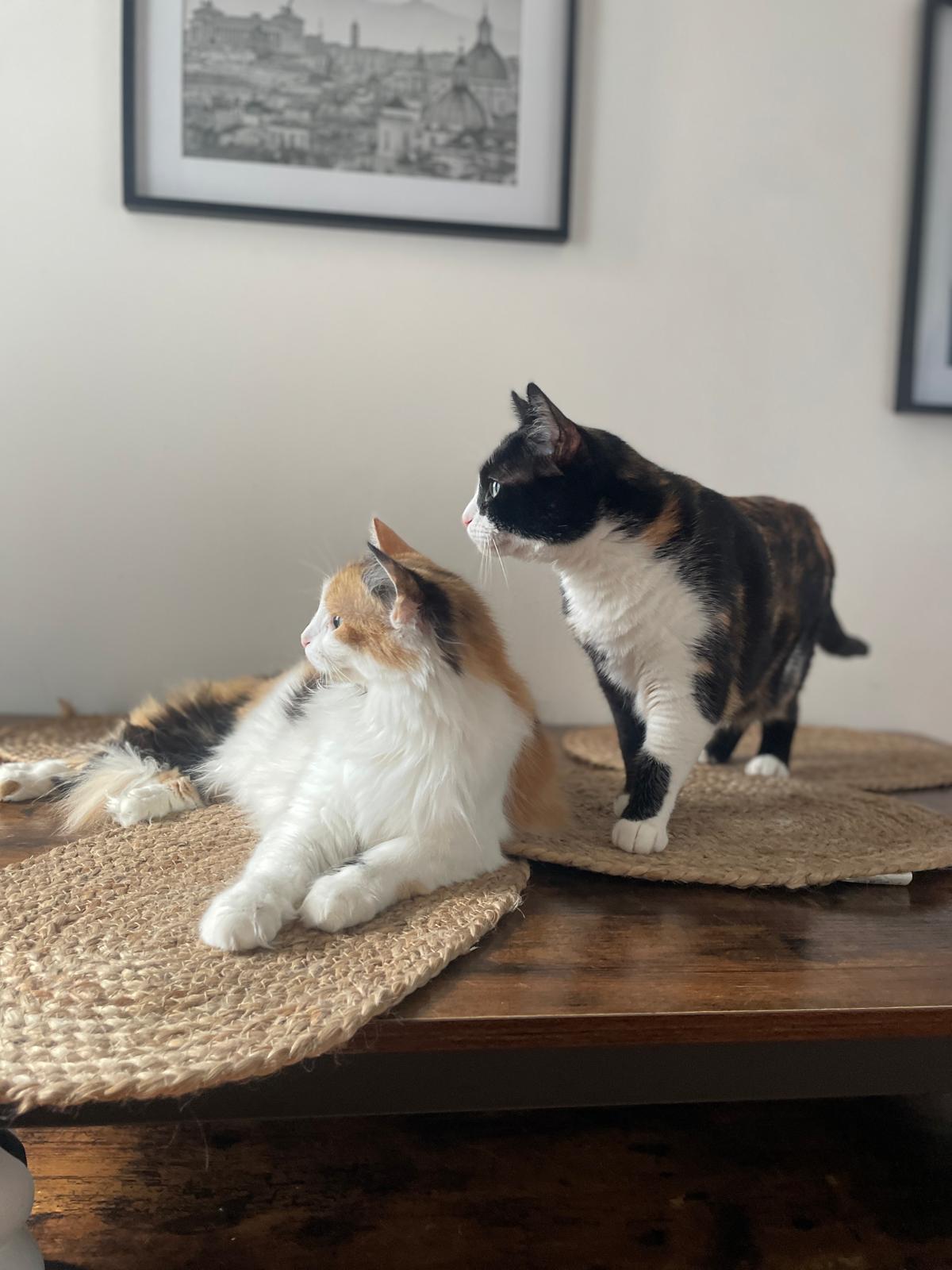 Dog & Cat Garde Chiens et Chats Nice — photo