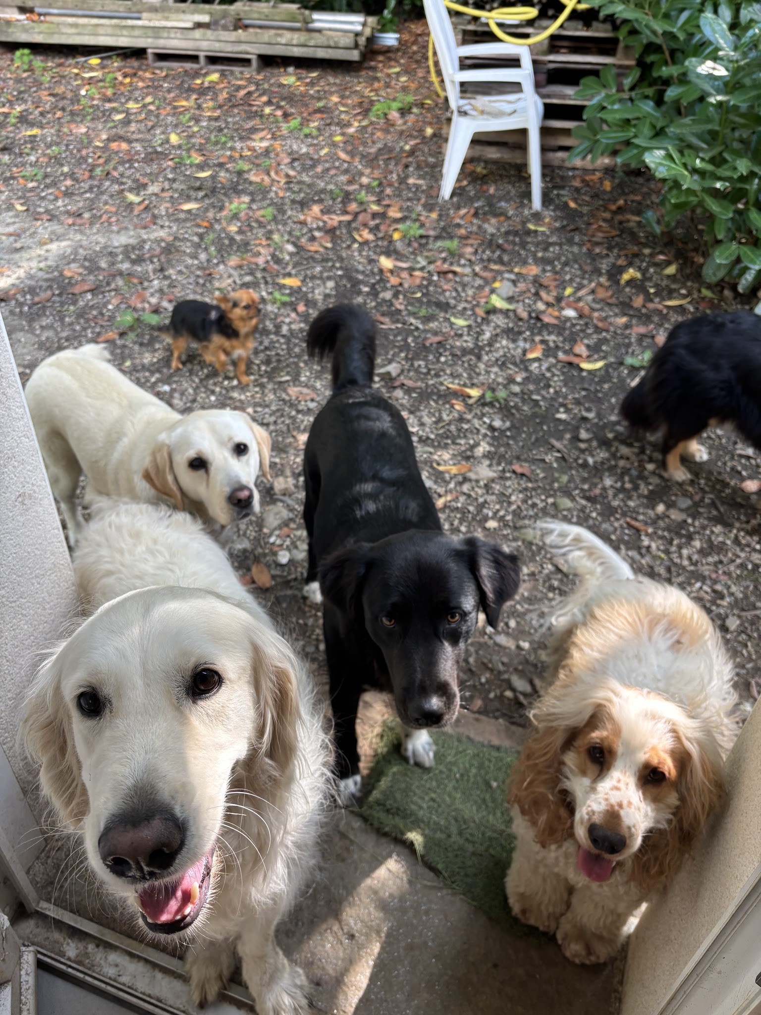La Gare des chiens — photo