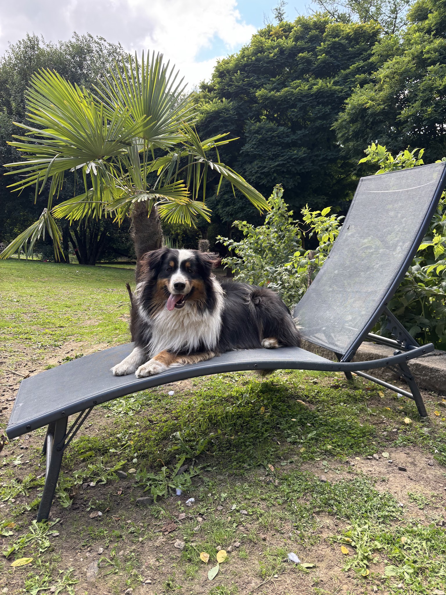 La Gare des chiens — photo