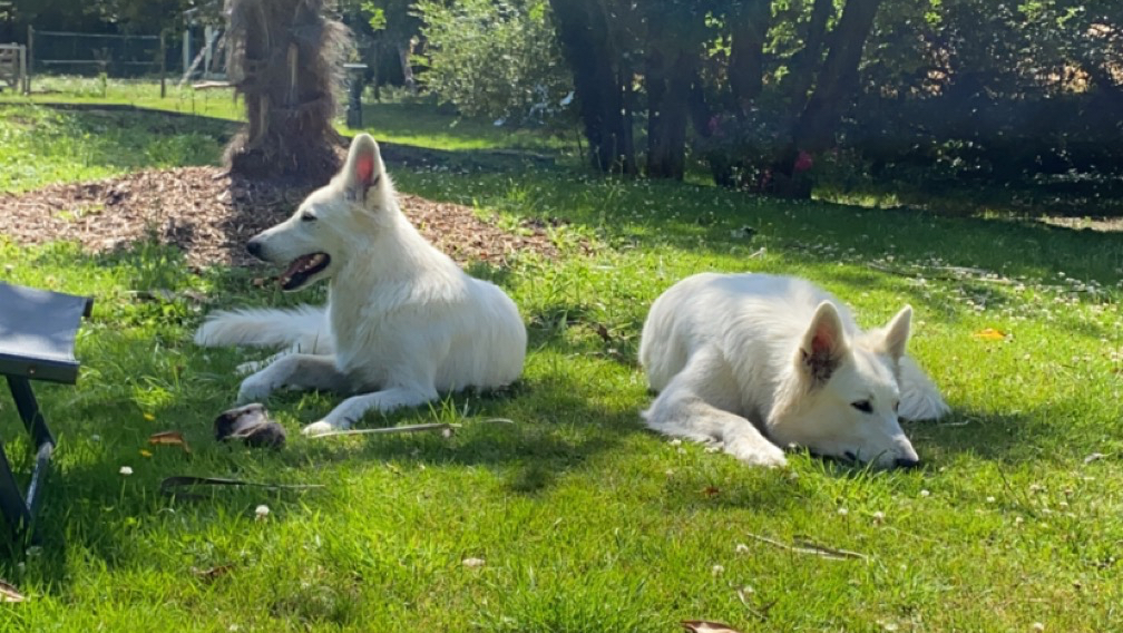 La Gare des chiens
