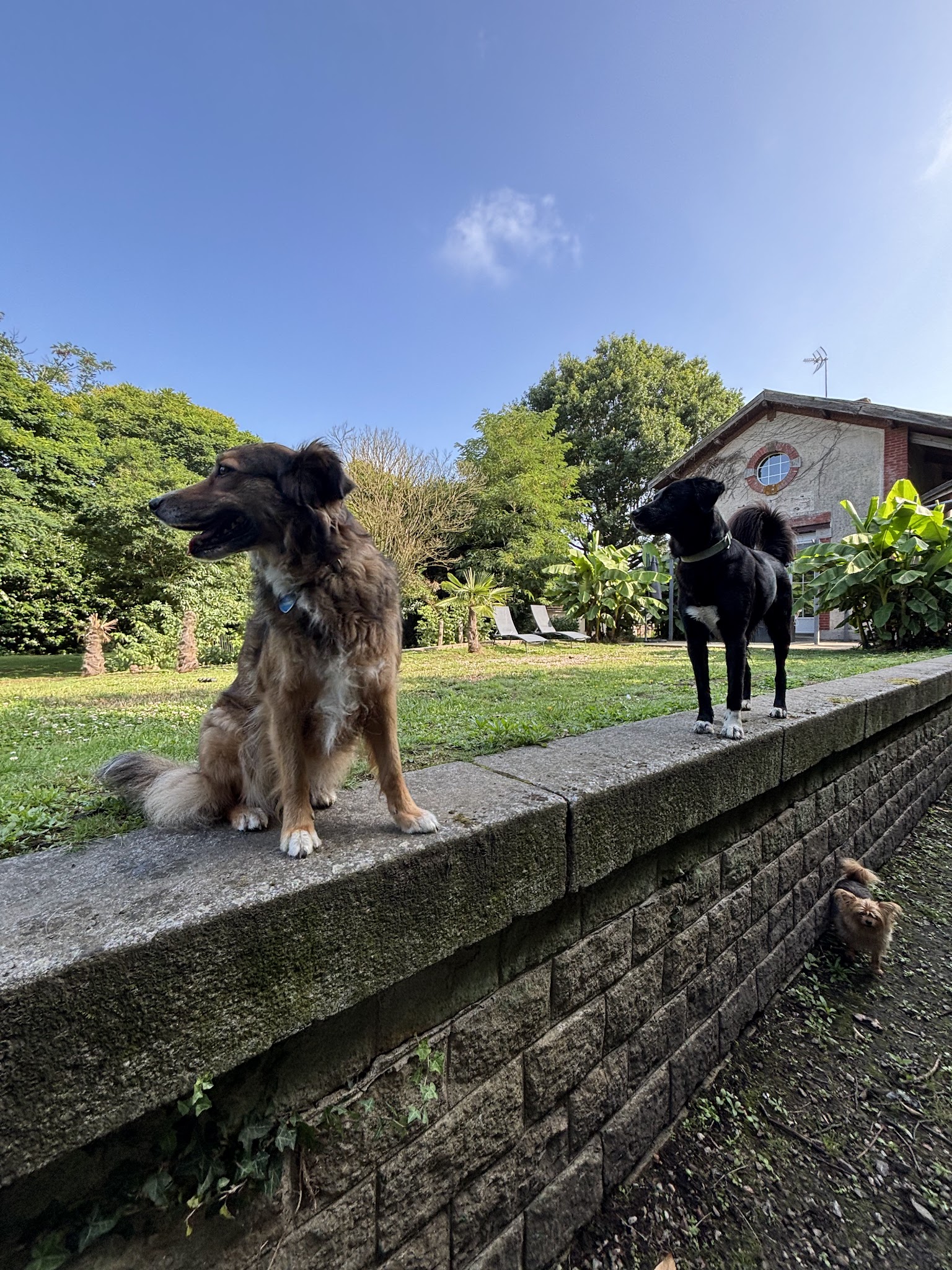 La Gare des chiens — photo