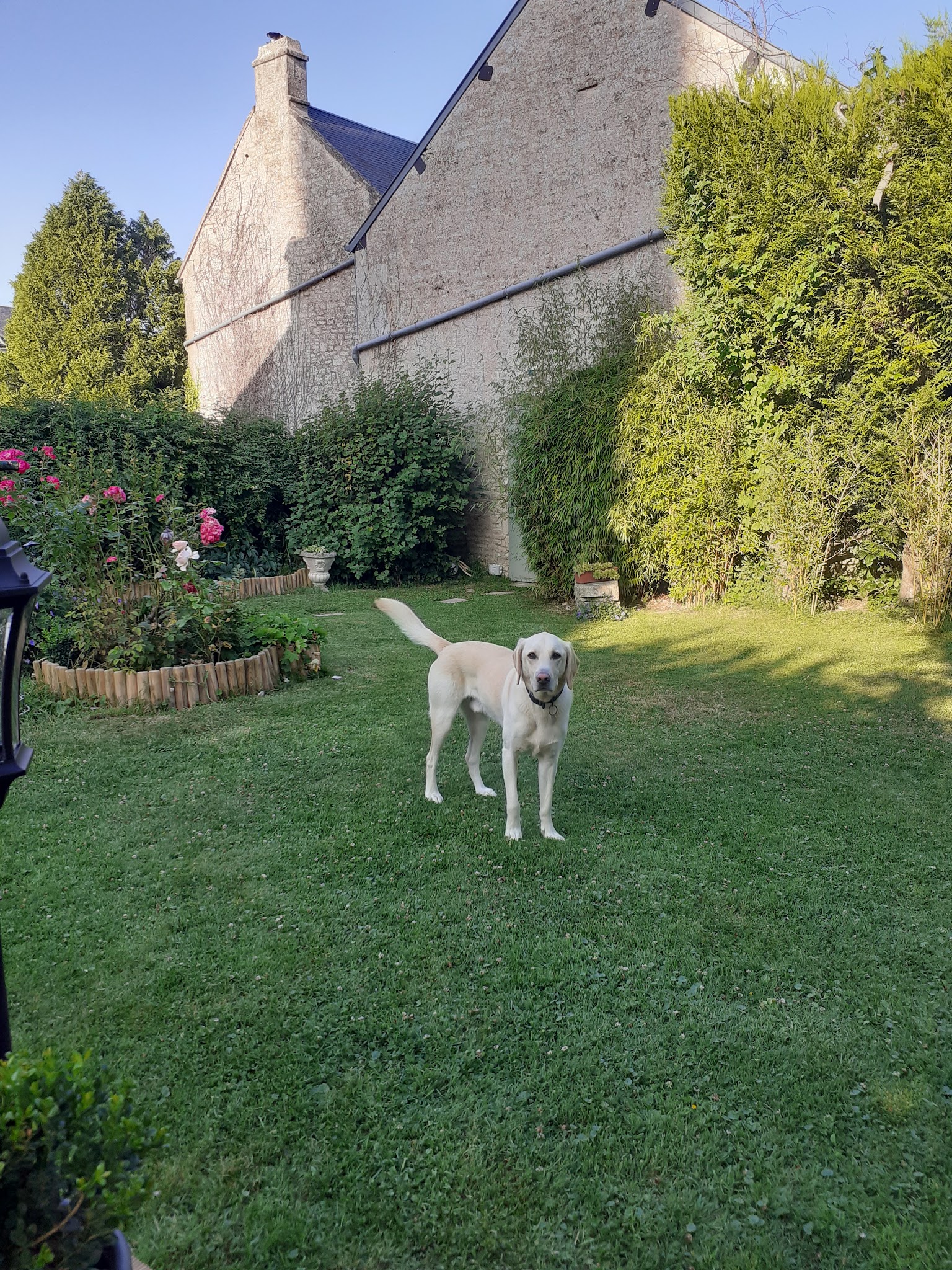 Pets and Love — photo